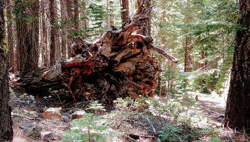 Butte Meadows Campground - Thumbnail