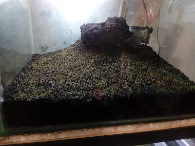 Photos of AKUR JAYA AKUARIUM