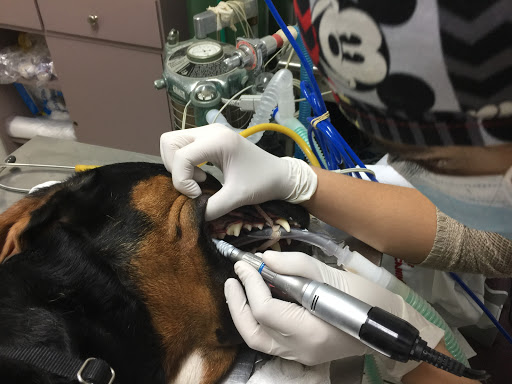 Vet Playas Veterinary Hospital