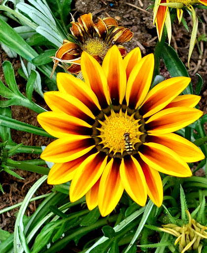 Blumenscheune - Thumbnail