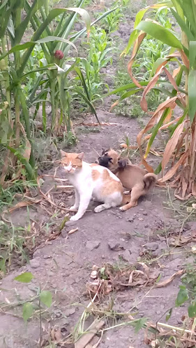 MERCADO MODELO -BARRANCA