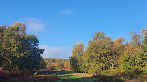 Highgate Common - Visual