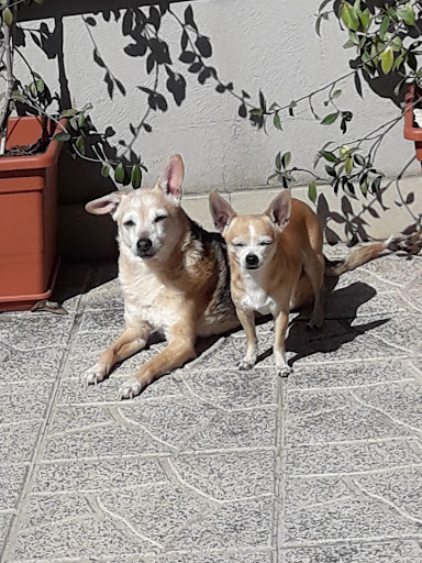 Centro Veterinario SabinaVet - Thumbnail