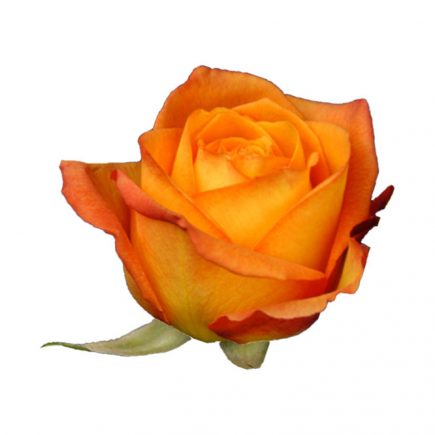 Meraki Flowers Forwarding LLC - Thumbnail