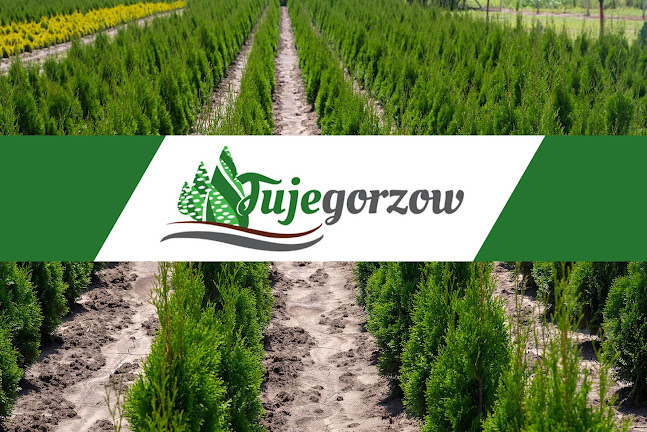 Tuje Gorzów