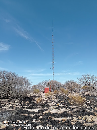 El roble, cerro de los gallos