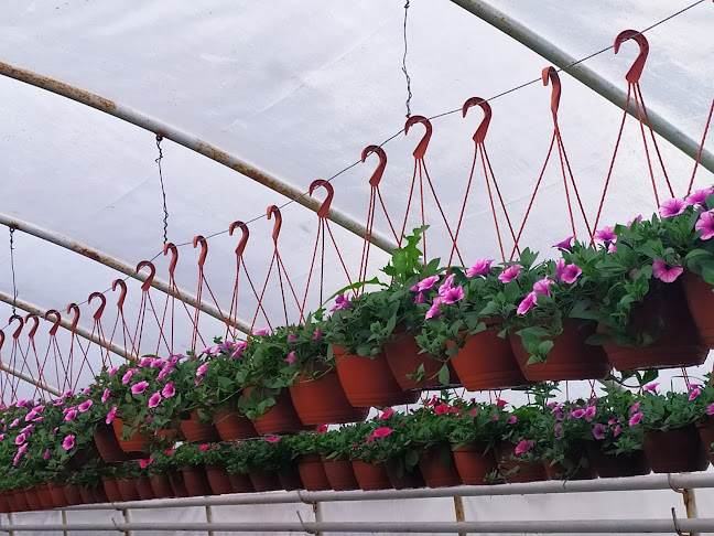 Opinii despre Zielińscy. Gospodarstwo ogrodnicze în Białystok - Ogrodnik