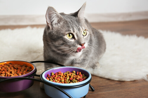 Sunnyside Pet Hospital - Thumbnail