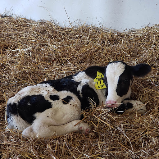 Calder Dairy and Farm - Thumbnail