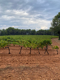 Photo n°10 de Château Constantin à Lourmarin (Établissement vinicole)