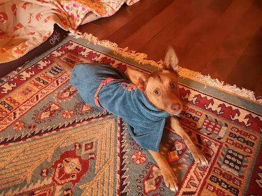 BooDoggo - Thumbnail