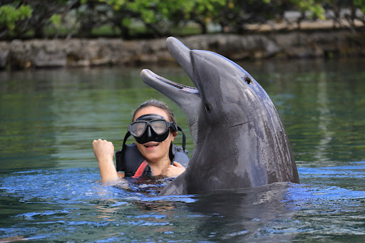 Dolphin Quest - Visual