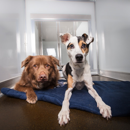 Wag Hotels - Carson
