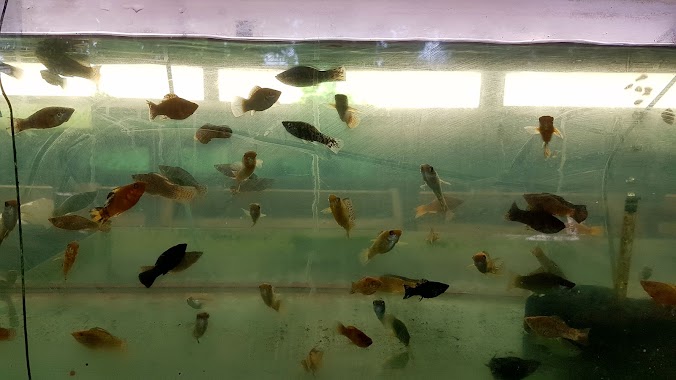 Chai's Exotics Fish Farm, Author: shaun sahadeo