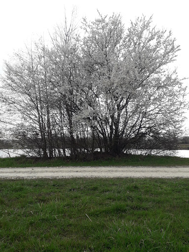 GVO Etang N°9 - Thumbnail