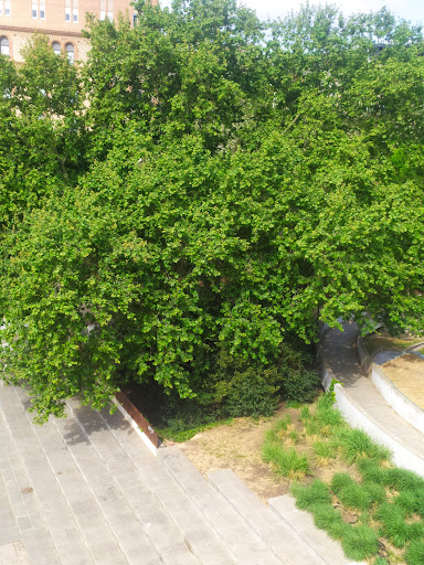 Bassa del Parc - Thumbnail