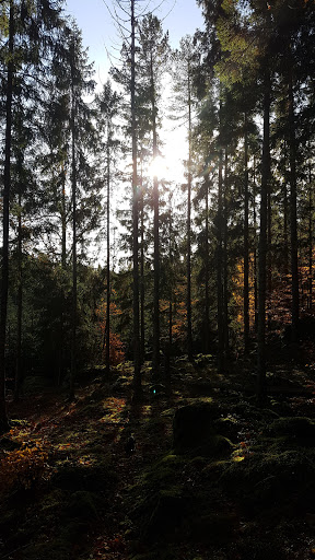 Fridlevstadsskogen - Visual