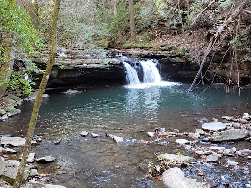 Grundy Forest State Natural Area at South Cumberland State Park - Thumbnail