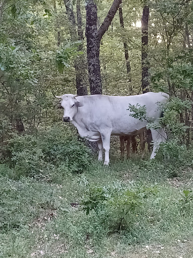 Foresta di Fossa Cupa