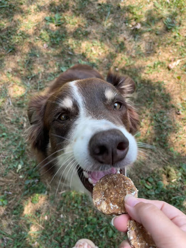 Biscuit’s Biscuits - Thumbnail
