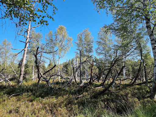 Wildseemoor - Thumbnail