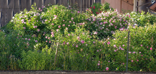 Rosenpark Wallenrod - Thumbnail