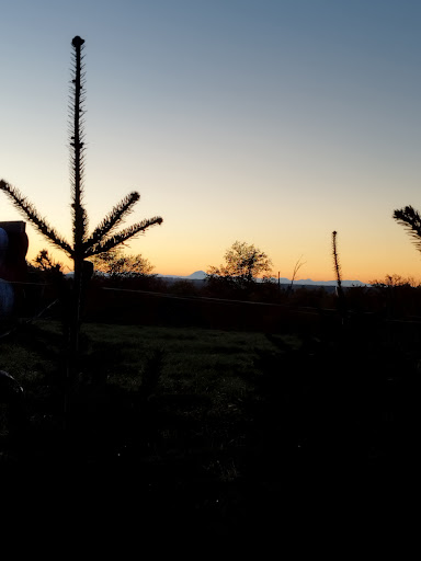 L'Aiguille Bio : Sapin de Noel, Auvergne, Puy de Dome, 63 - Thumbnail
