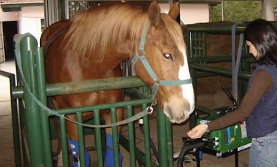 Photos of El Alpino Rehabilitaci&oacute;n Equina