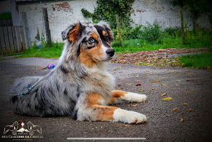 Photo n°5 de Élevage Des Glaciers de Cristal à Bourthes (Éleveur de chiens)