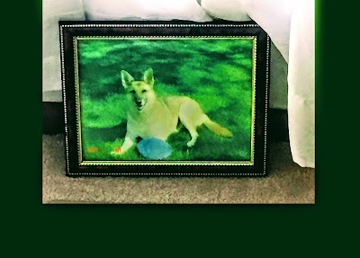 Photos of Barrington Animal Hospital