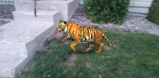 Tigers - Visual