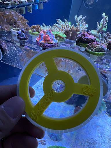 Bodenseeriff - Meerwasseraquaristik - Thumbnail