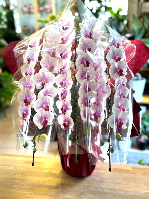 コチョウランと観葉植物の専門店 CITY CREATE シティクリエイト