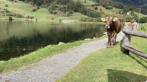 Tierische Begegnung am Haidersee - Thumbnail