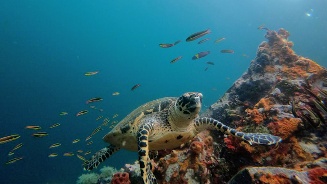 SHARKSKY TRAVEL & CONSERVATION by null