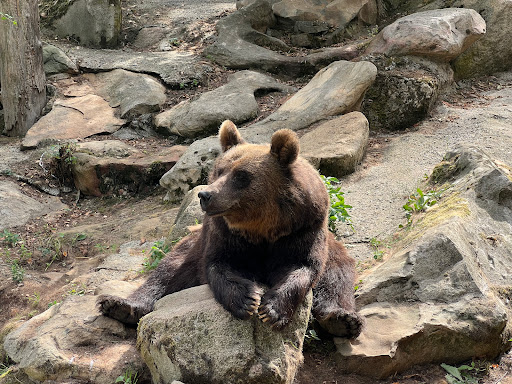 Westerhausen Zoo - Visual