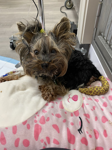 Walker Lake Veterinary Centre - Thumbnail