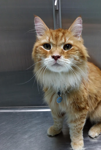 Animal Care Center of Strasburg