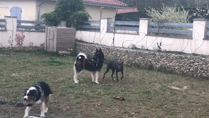 Photo n°10 de Wolf in the heart ( with) Education canine spécialisée dans le chien nordique/primitif à Saint-Chef (Pension pour chiens)