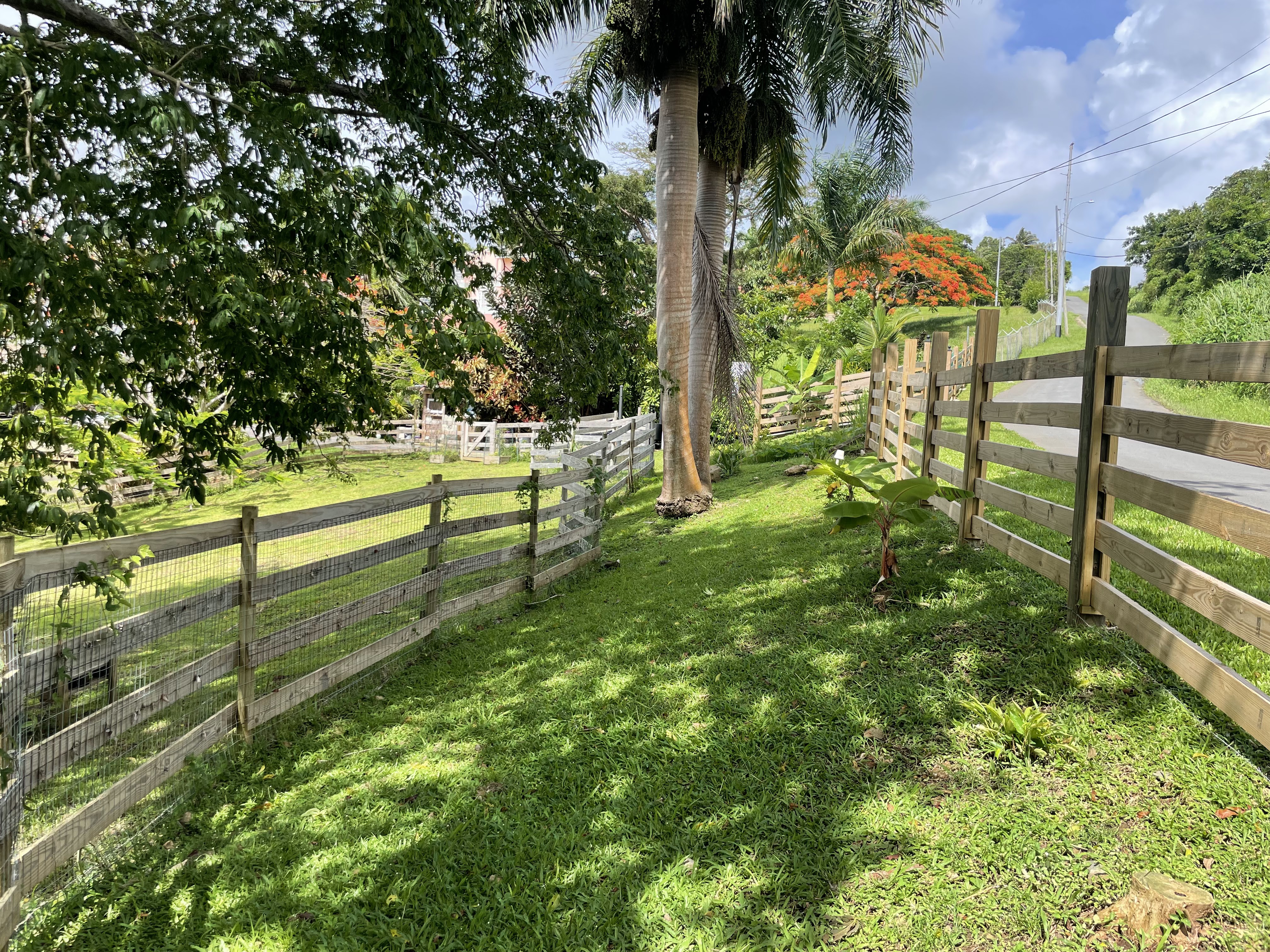 Growing Puerto Rico - Finquita Verde