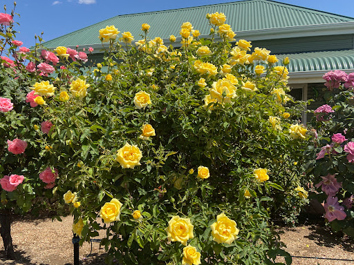 COLOURED ROSE GARDEN - Thumbnail