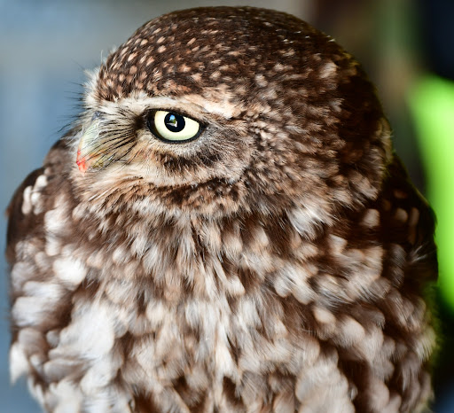 North Devon Falconry - Visual