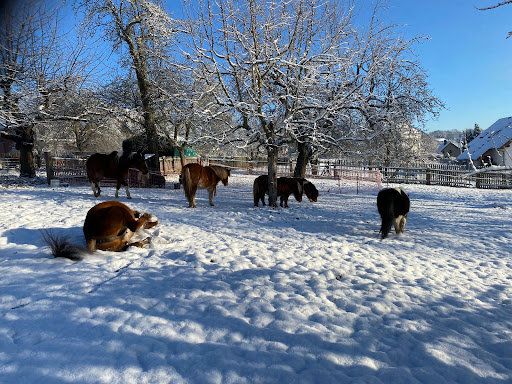 Madlen‘s Ponyreiten