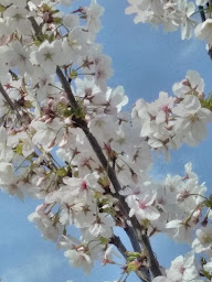 Photo n°17 de Wakaba à Castelginest (Magasin de kimonos)