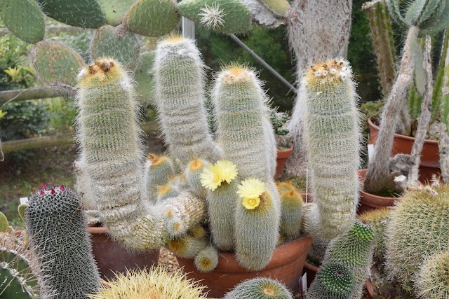 University of Bristol Botanic Garden