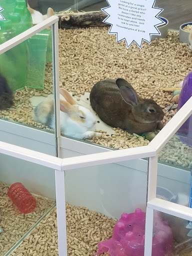 The Pet Store - Thumbnail