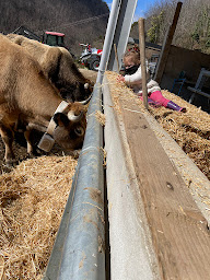 Photo n°26 de Gaec du rossignol à Prats-de-Mollo-la-Preste (Ferme)