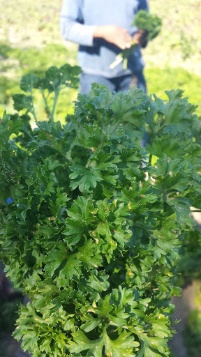 Northern Organics - Thumbnail