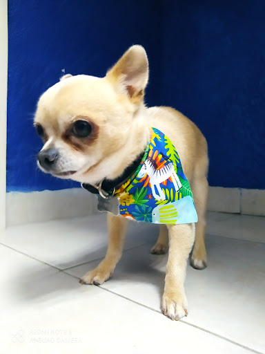 Centro Veterinario Les