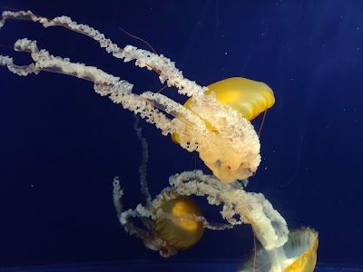 St. Louis Aquarium at Union Station